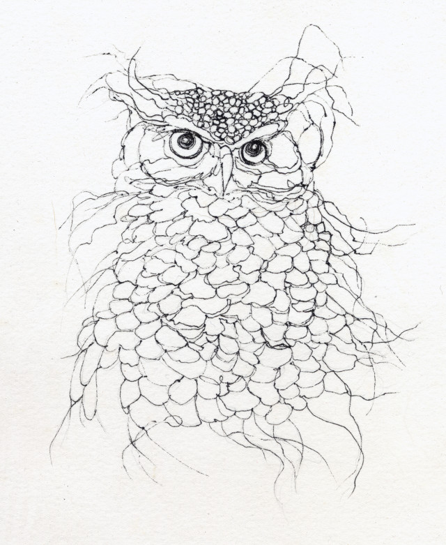 Owl sketch